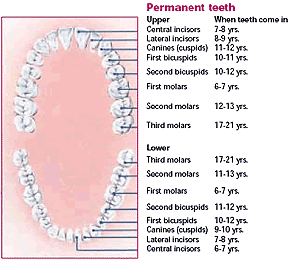 Chart of Permanent Teeth
